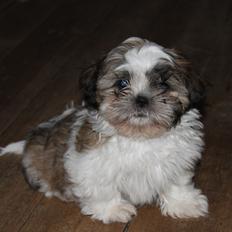Shih tzu Knud
