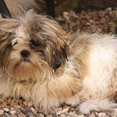 Shih tzu Knud