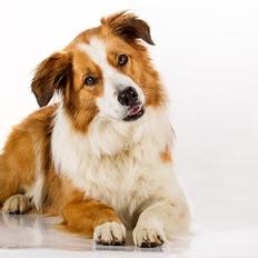 Border collie og Berner sennen, Lotus (Himmelhund)