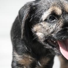 Border terrier Milla