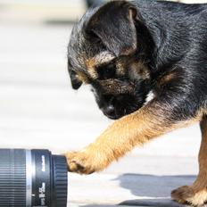 Border terrier Milla