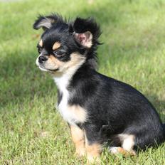 Chihuahua Oldes Bibble - kaldet Henry