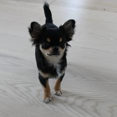 Chihuahua Oldes Bibble - kaldet Henry
