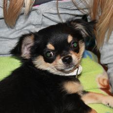 Chihuahua Oldes Bibble - kaldet Henry