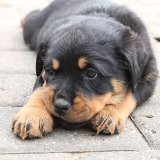 Rottweiler Saxo (Vom Hause Luna's Pyton)
