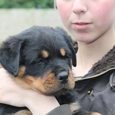 Rottweiler Saxo (Vom Hause Luna's Pyton)