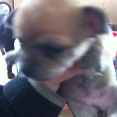 Chihuahua lulu