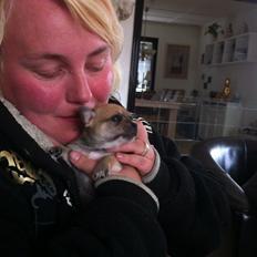 Chihuahua lulu