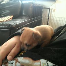 Chihuahua lulu
