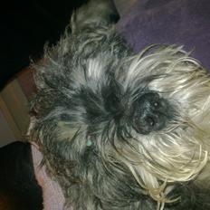 Mellemschnauzer musha