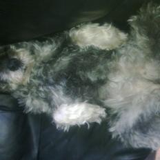 Mellemschnauzer musha