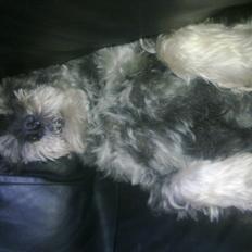 Mellemschnauzer musha