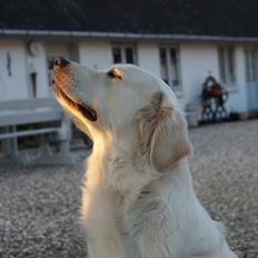 Golden retriever Simone