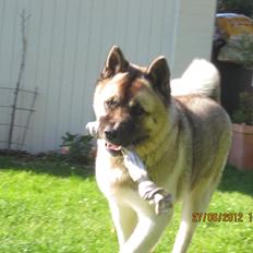American Akita Mufti