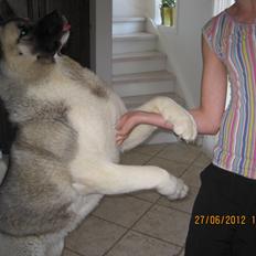 American Akita Mufti