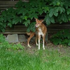 Blanding af racer Lilly *Himmelhund*