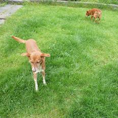 Blanding af racer Lilly *Himmelhund*