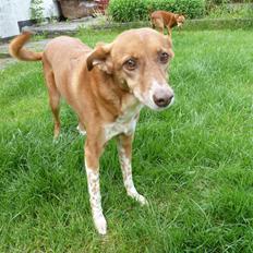 Blanding af racer Lilly *Himmelhund*