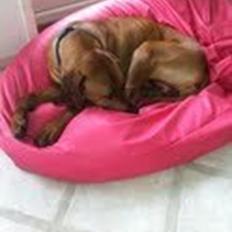 Rhodesian ridgeback Conrad "Bhara Bhara"