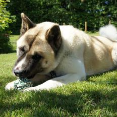 American Akita Senseo When I grow up *Fiona*