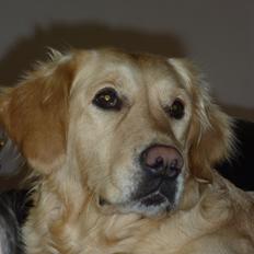 Golden retriever Melba