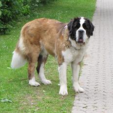 Sankt bernhardshund Mayhoff KASSY