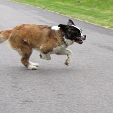 Sankt bernhardshund Mayhoff KASSY