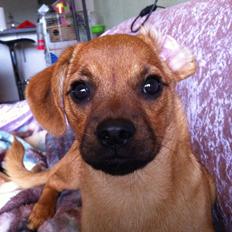 Blanding af racer prop