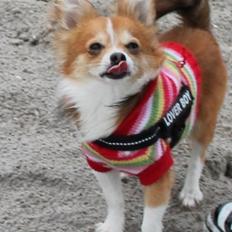 Blanding af racer Eigiel