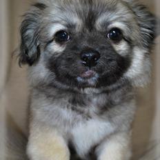 Blanding af racer Lola