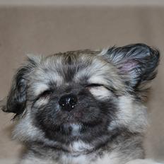 Blanding af racer Lola