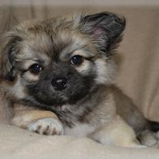 Blanding af racer Lola