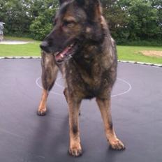 Schæferhund Pa- Schacks Qvitta