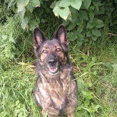 Schæferhund Pa- Schacks Qvitta