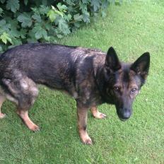 Schæferhund Pa- Schacks Qvitta