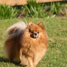 Pomeranian Chicco