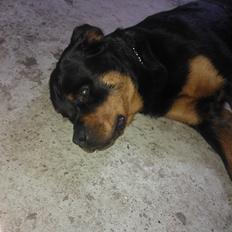 Rottweiler Vom Hause Luna's Nelson