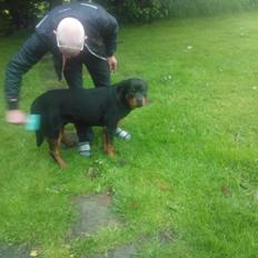 Rottweiler Vom Hause Luna's Nelson