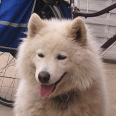 Samojedhund Laika!<3