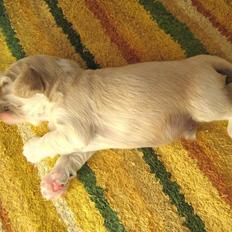 Amerikansk cocker spaniel Milo