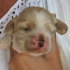 Amerikansk cocker spaniel Milo