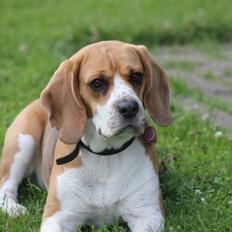Beagle *Malou*