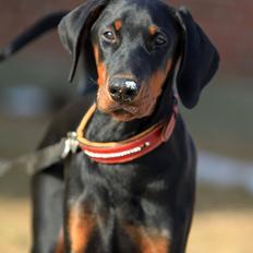 Dobermann King
