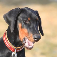Dobermann King
