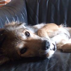 Pyrenæisk hyrdehund My