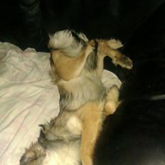 Pyrenæisk hyrdehund My