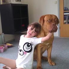 Dogue de bordeaux Murphy