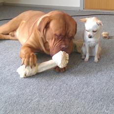 Dogue de bordeaux Murphy