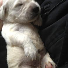 Golden retriever Siku