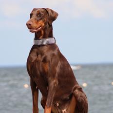 Dobermann Serbian Star V Masterhof